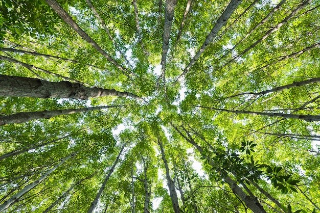 Les Défis du Recyclage des Batteries Solaires et les Solutions Émergentes pour les Panneaux Solaires Haute Performance